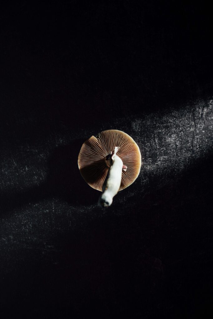 psilocybin mushroom
