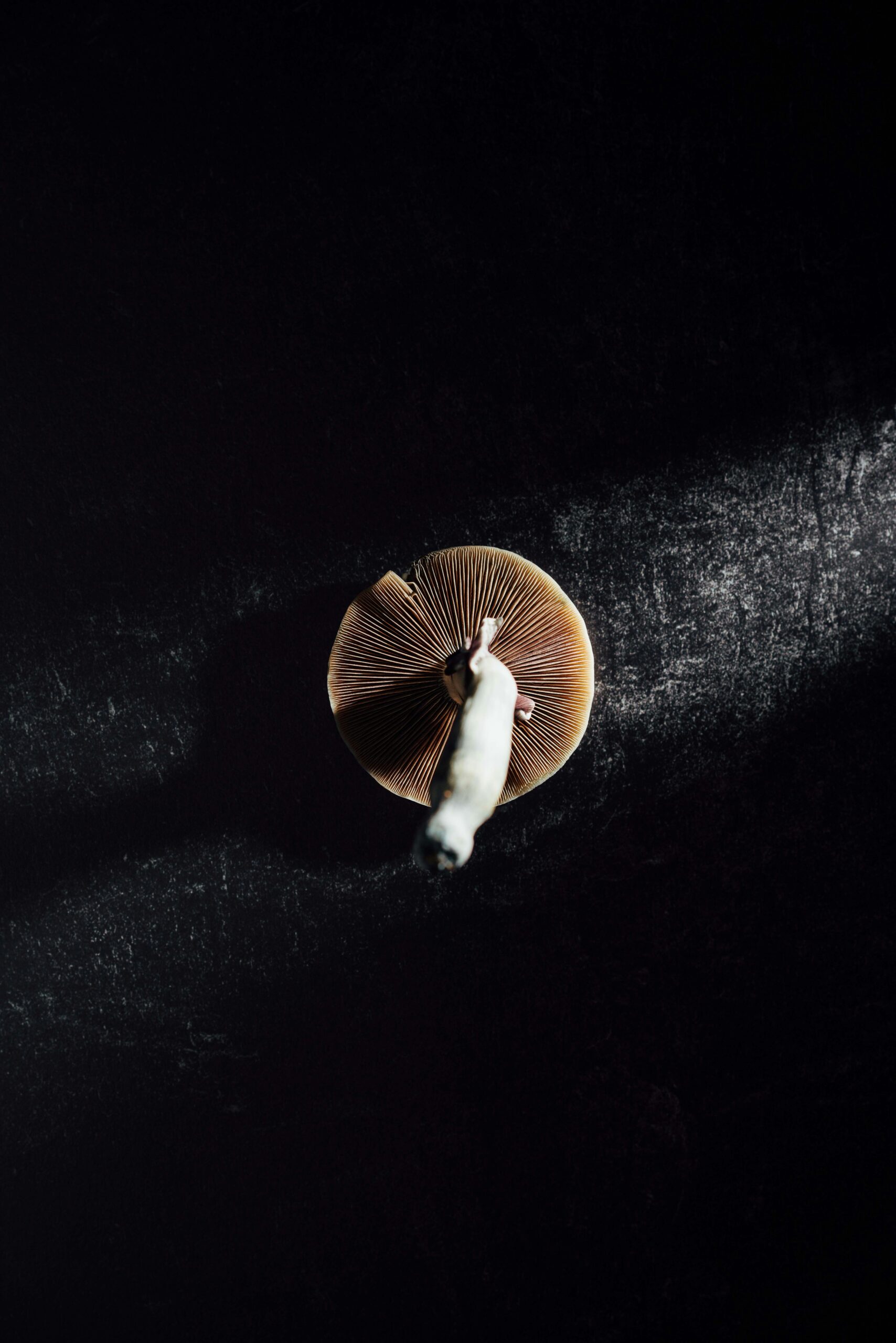 psilocybin mushroom